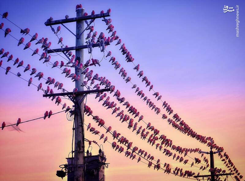 عکس/ پرندهها بر روی کابل برق