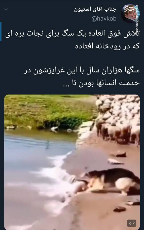 تلاش فوق العاده یک سگ برای نجات یک بره +فیلم