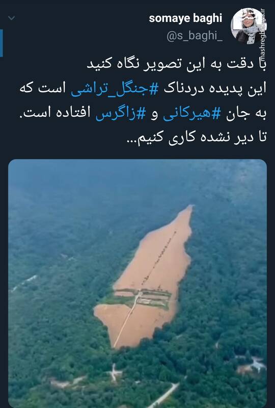 پدیده دردناکی که به جان جنگلهای هیرکانی و زاگرس افتاده است +عکس