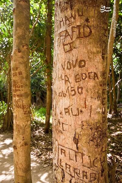 اگر به غربزده ها بر نمیخوره اینجا جنگلهای آمریکاست +عکس