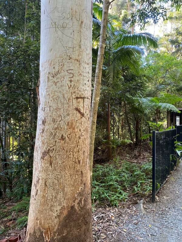 اگر به غربزده ها بر نمیخوره اینجا جنگلهای آمریکاست +عکس