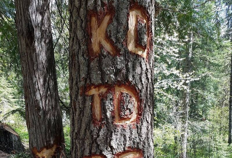 اگر به غربزده ها بر نمیخوره اینجا جنگلهای آمریکاست +عکس