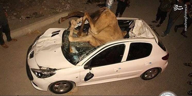 برخورد مرگبار خودروی ۲۰۷ با گله شترها +عکس