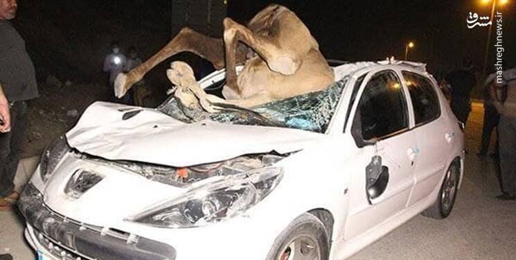 برخورد مرگبار خودروی ۲۰۷ با گله شترها +عکس