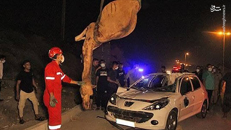 برخورد مرگبار خودروی ۲۰۷ با گله شترها +عکس