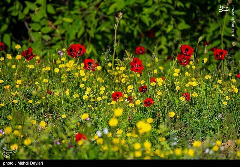 عکس/ ارسباران در کجا قرار دارد؟