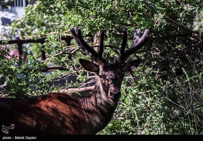 عکس/ ارسباران در کجا قرار دارد؟