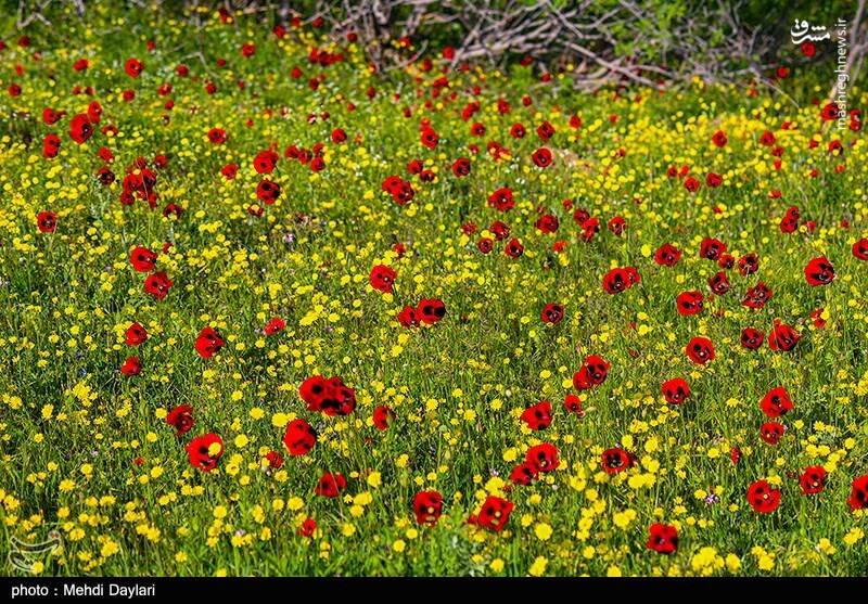 عکس/ ارسباران در کجا قرار دارد؟