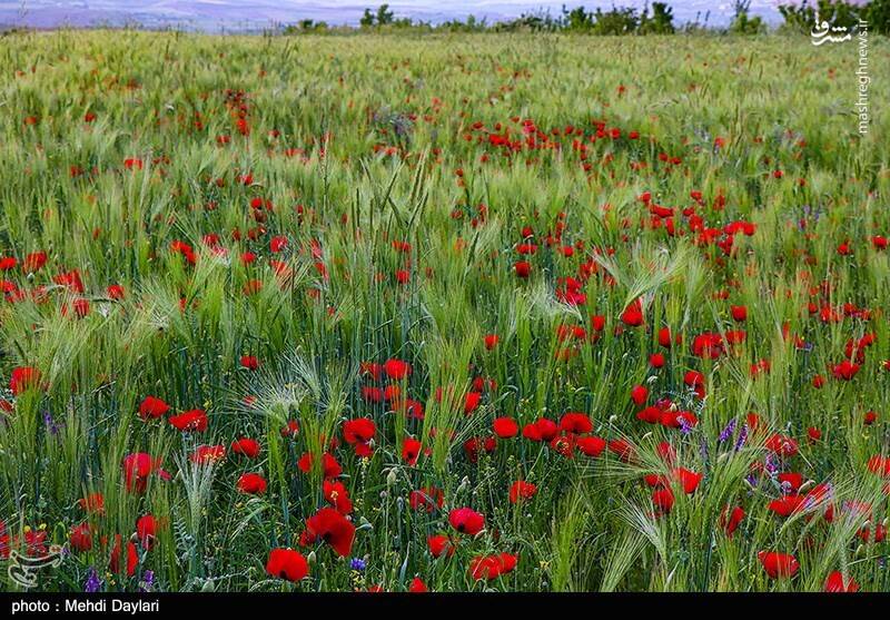 عکس/ ارسباران در کجا قرار دارد؟