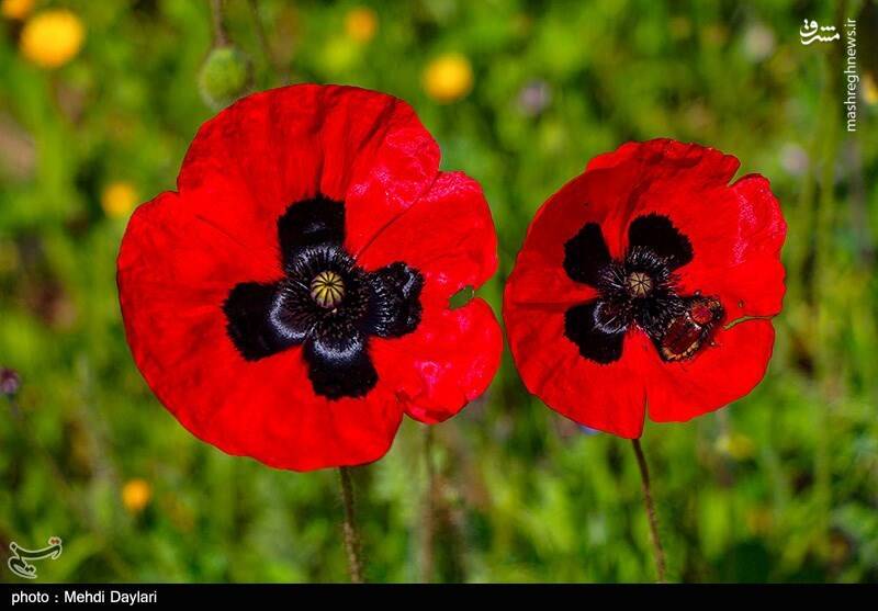 عکس/ ارسباران در کجا قرار دارد؟