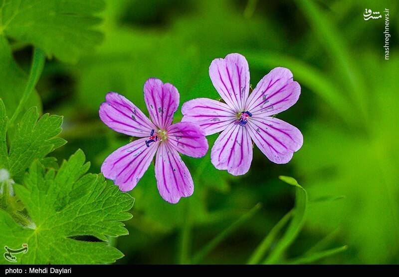 عکس/ ارسباران در کجا قرار دارد؟