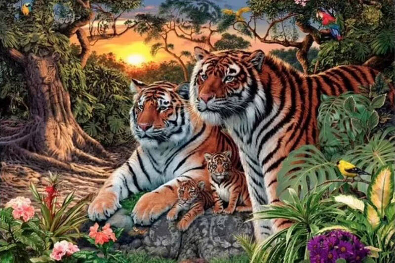 آیا می توانید ۱۶ ببر را در این جنگل پیدا کنید؟