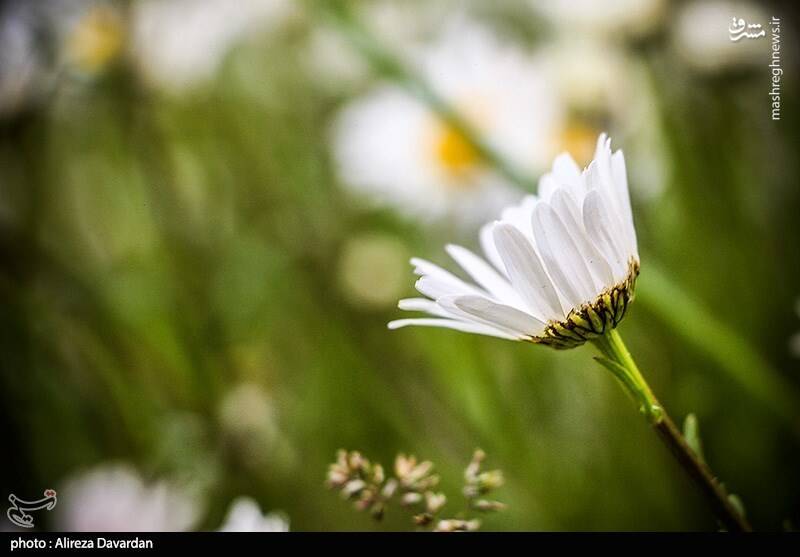 عکس/ گلهای بابونه در طبیعت بهاری اردبیل