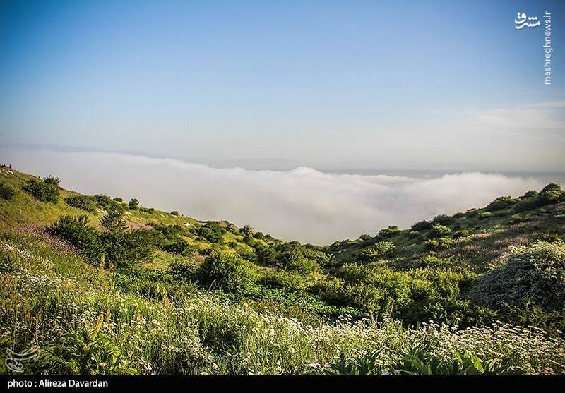 عکس/ گلهای بابونه در طبیعت بهاری اردبیل