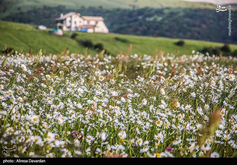 عکس/ گلهای بابونه در طبیعت بهاری اردبیل