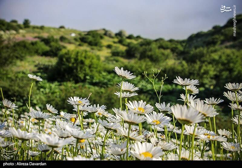 عکس/ گلهای بابونه در طبیعت بهاری اردبیل