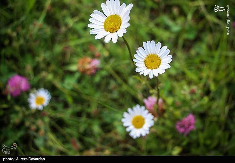عکس/ گلهای بابونه در طبیعت بهاری اردبیل