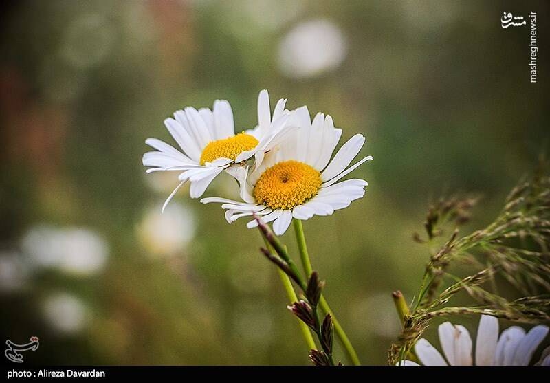 عکس/ گلهای بابونه در طبیعت بهاری اردبیل