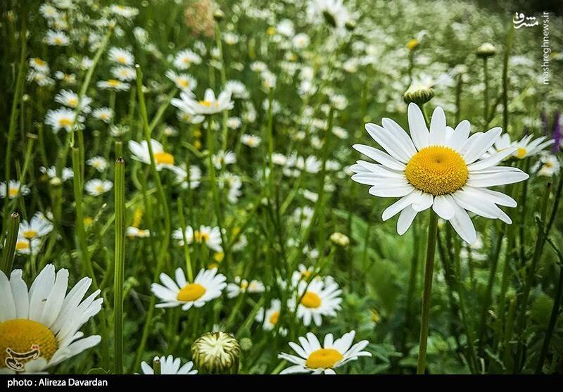 عکس/ گلهای بابونه در طبیعت بهاری اردبیل
