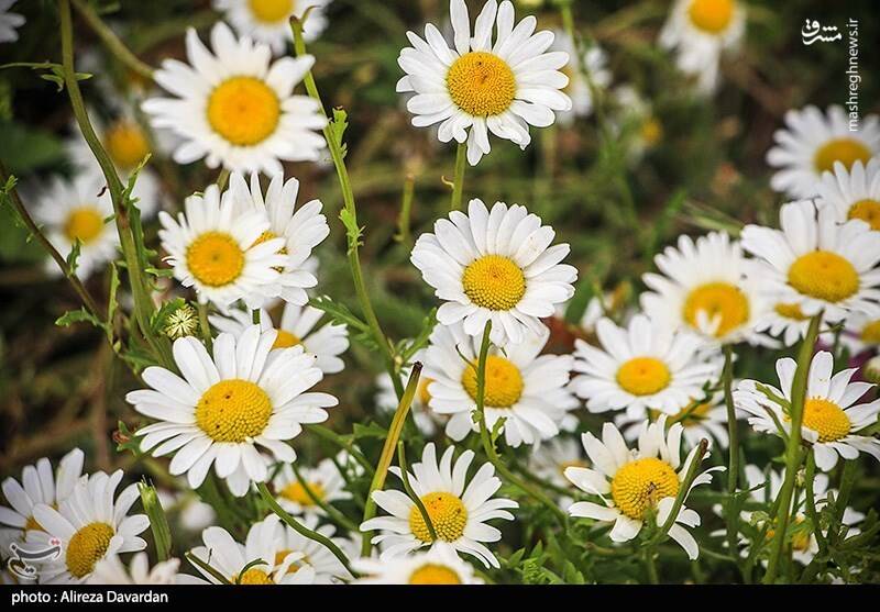 عکس/ گلهای بابونه در طبیعت بهاری اردبیل