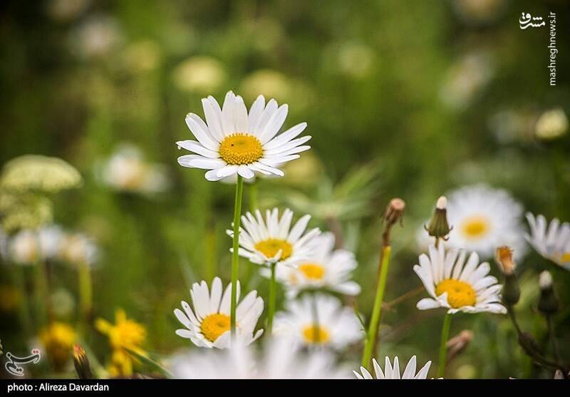 عکس/ گلهای بابونه در طبیعت بهاری اردبیل