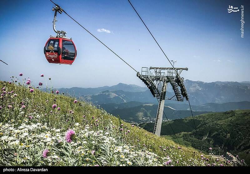 عکس/ گلهای بابونه در طبیعت بهاری اردبیل