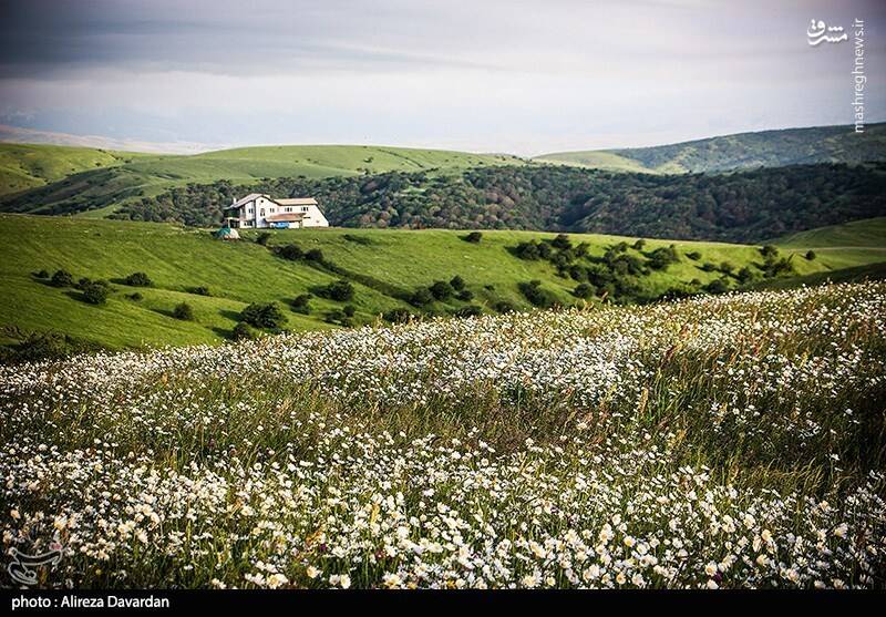 عکس/ گلهای بابونه در طبیعت بهاری اردبیل
