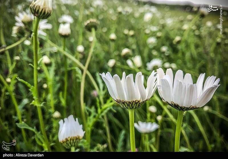 عکس/ گلهای بابونه در طبیعت بهاری اردبیل