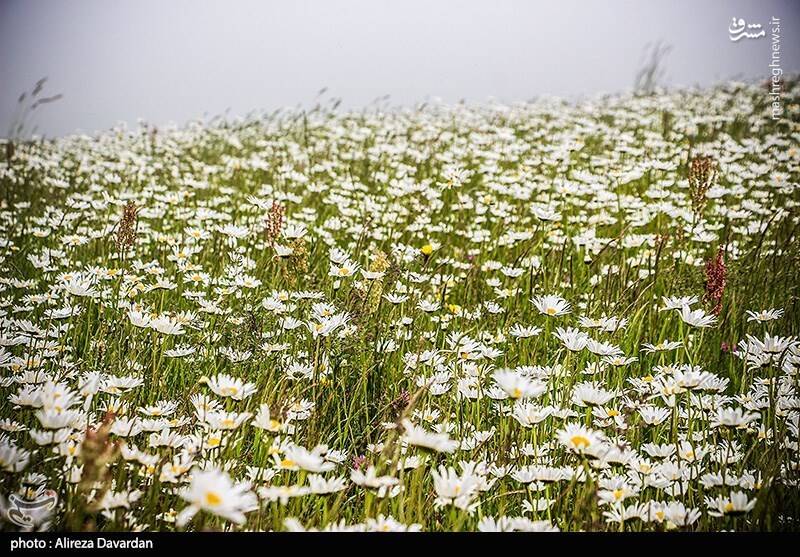 عکس/ گلهای بابونه در طبیعت بهاری اردبیل