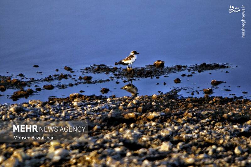 عکس/ طبیعت رودخانه شور