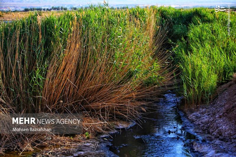 عکس/ طبیعت رودخانه شور