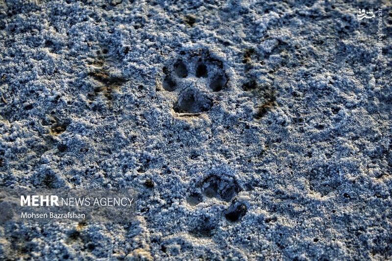 عکس/ طبیعت رودخانه شور