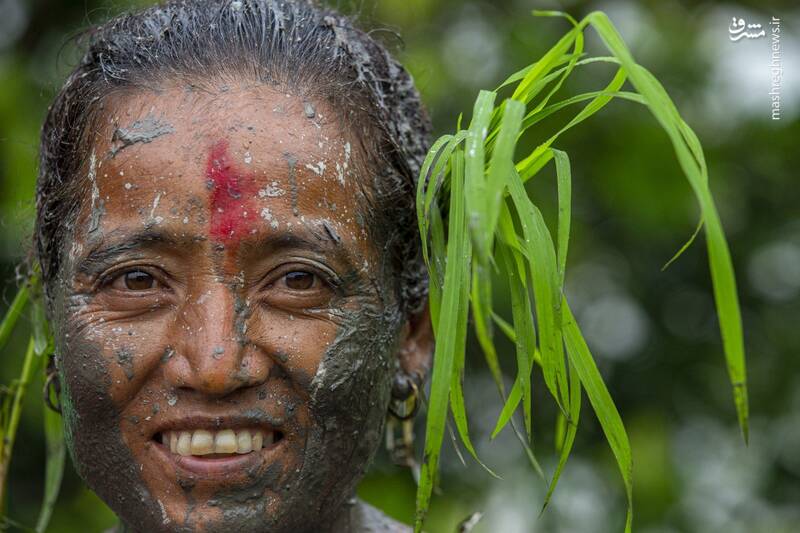 عکس/ جشن متفاوت شالیکاران نپالی