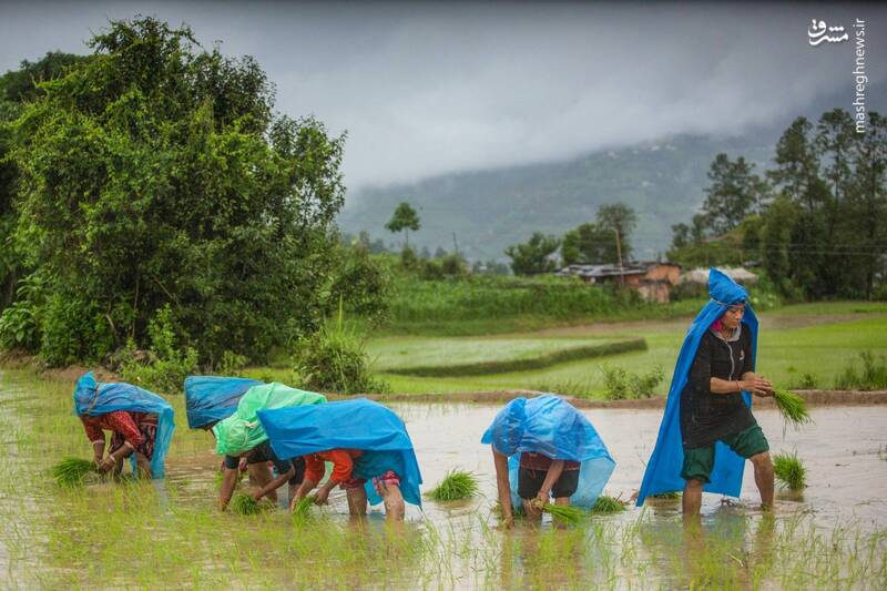 عکس/ جشن متفاوت شالیکاران نپالی