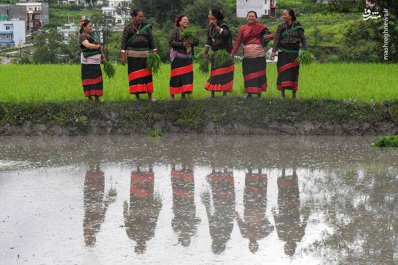 عکس/ جشن متفاوت شالیکاران نپالی