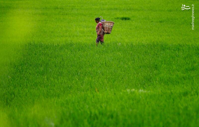 عکس/ جشن متفاوت شالیکاران نپالی