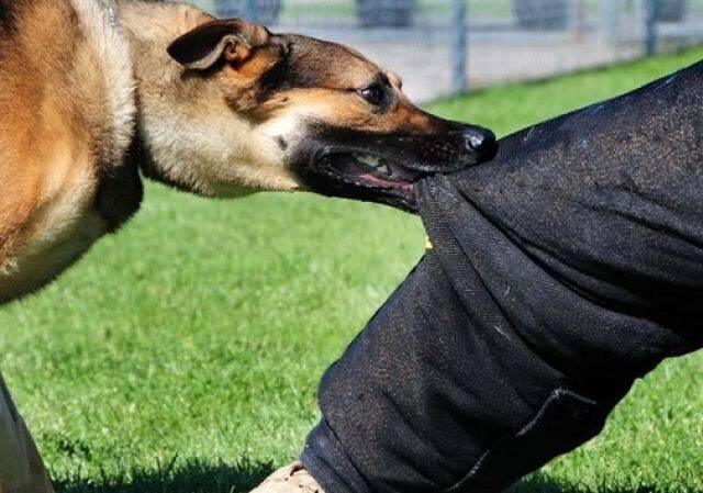 سگهای بچه کش! / ولگردهایی که طعمههایشان کودکان هستند