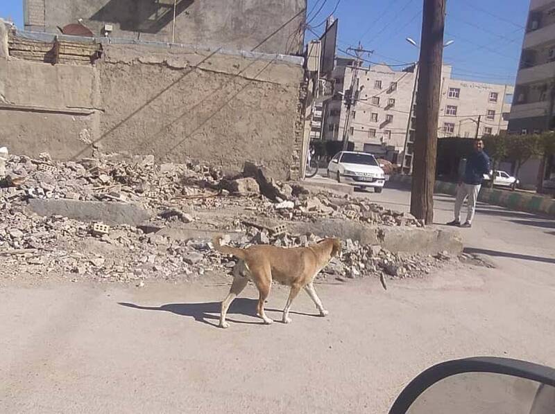 سگهای بچه کش! / ولگردهایی که طعمههایشان کودکان هستند