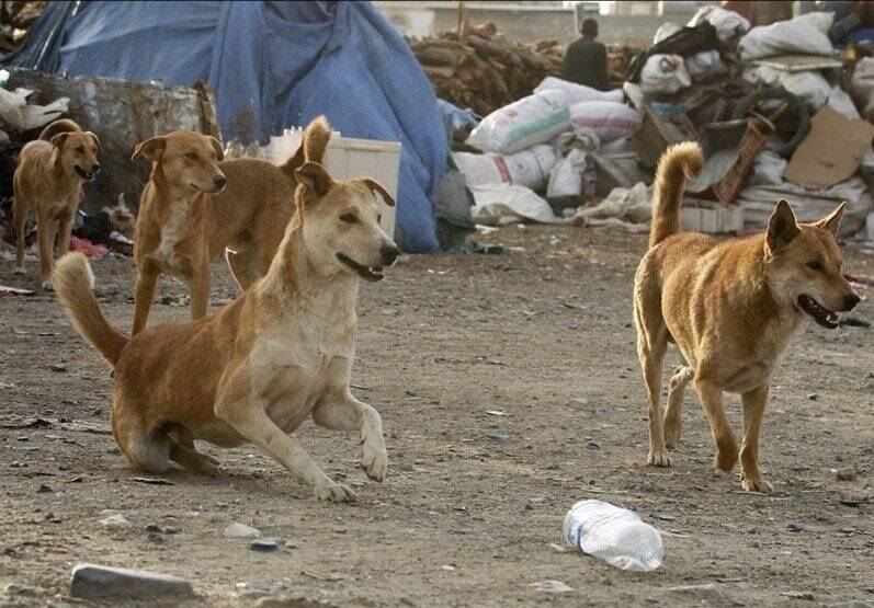 سگهای بچه کش! / ولگردهایی که طعمههایشان کودکان هستند