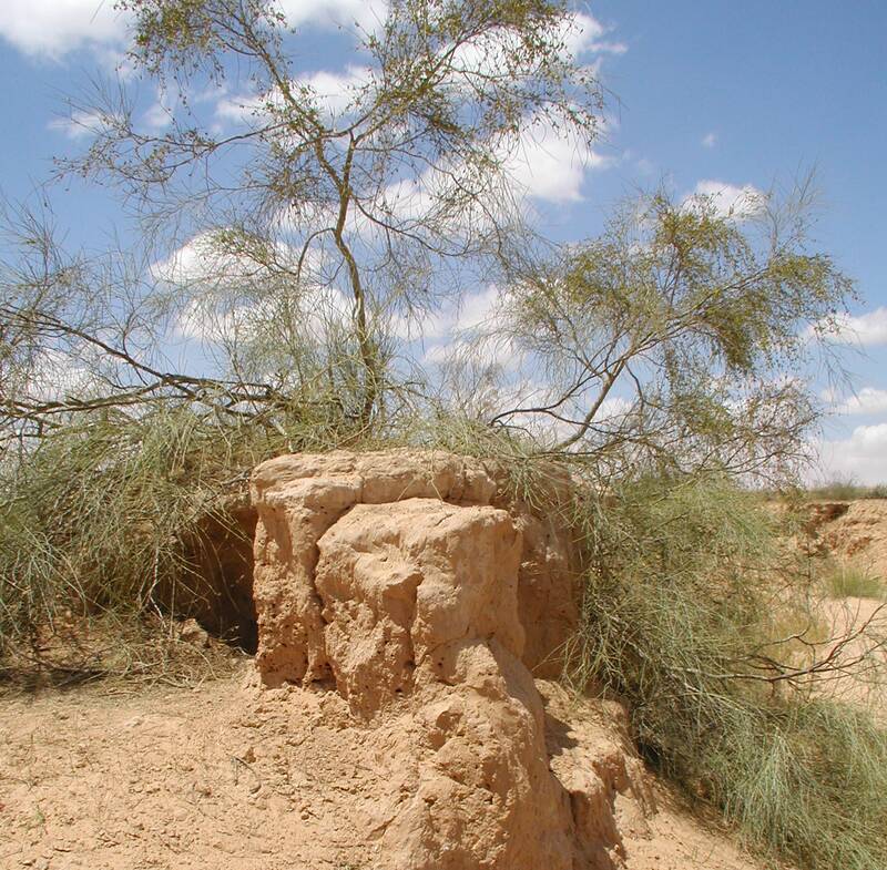 گرد و غبار هم پولساز می شود/ از سال «یخ بزن و بمیر!» چه شنیدهایم؟