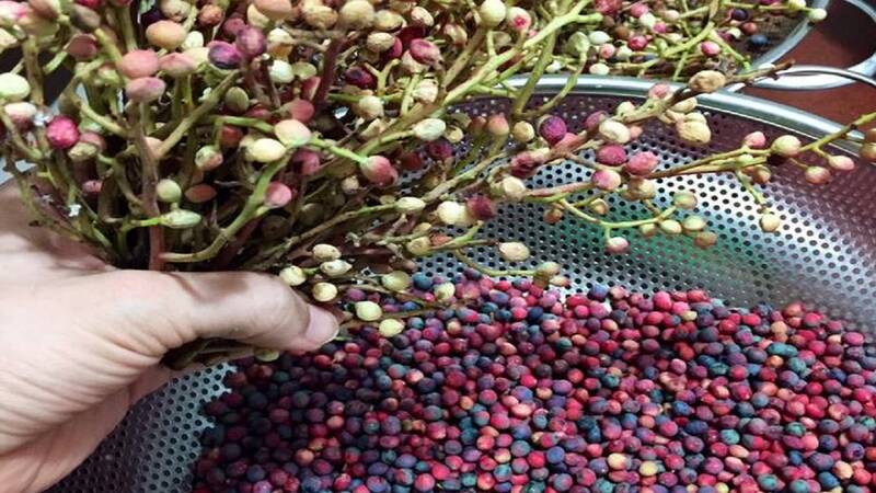 گرد و غبار هم پولساز می شود/ از سال «یخ بزن و بمیر!» چه شنیدهایم؟