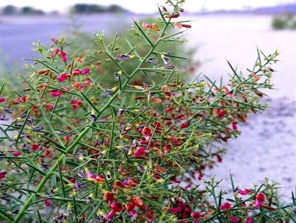 گرد و غبار هم پولساز می شود/ از سال «یخ بزن و بمیر!» چه شنیدهایم؟