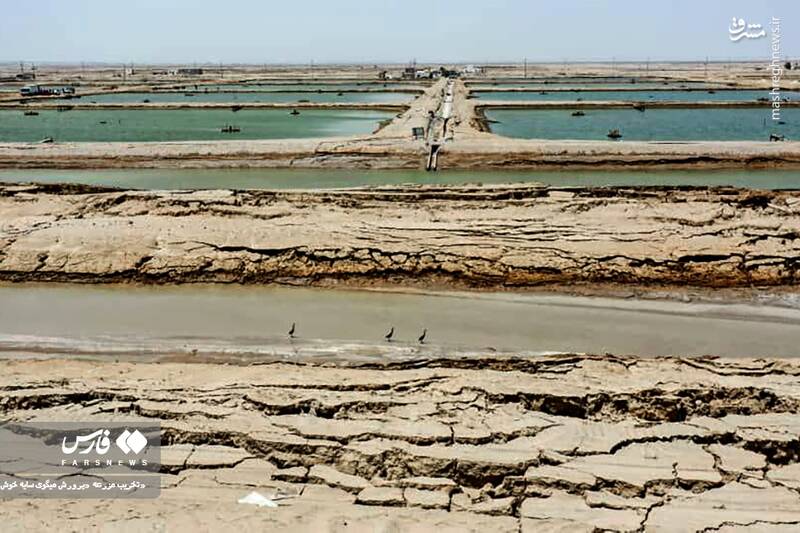 عکس/ تخریب مزرعه پرورش میگو در سایه خوش