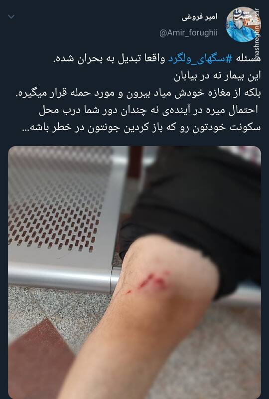 مسئله سگهای ولگرد واقعا تبدیل به بحران شده +عکس