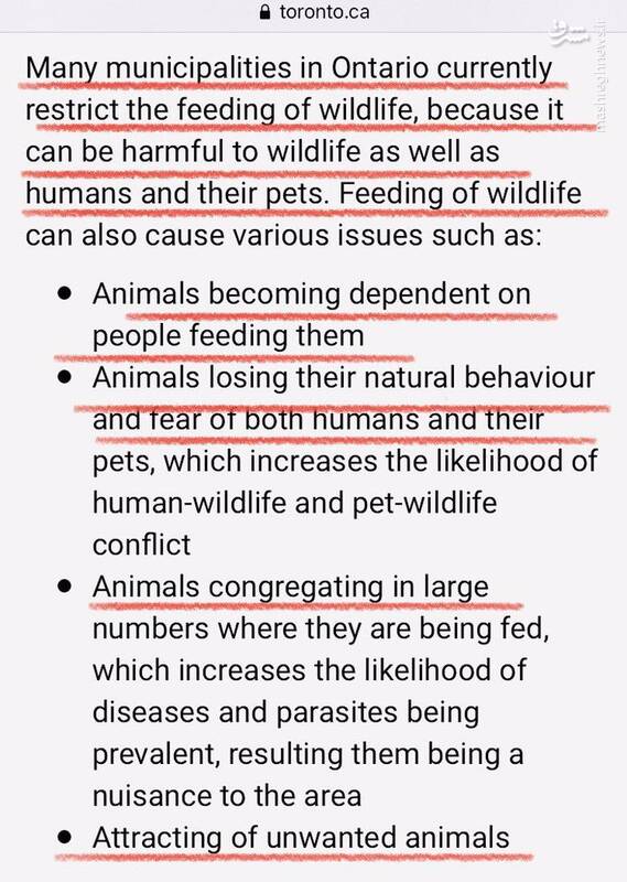 این فرهنگ ضد ایرانی تکثیر سگهای خیابانی را چه کسانی در ایران رواج دادند؟