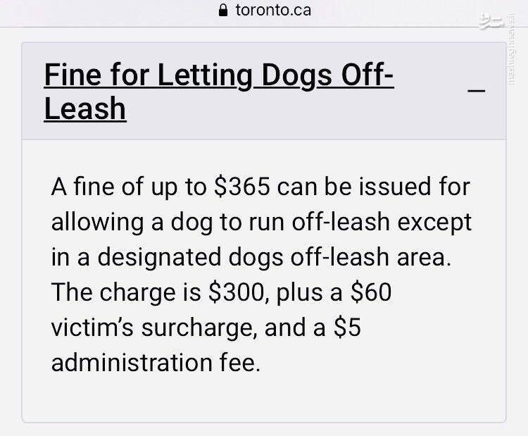 این فرهنگ ضد ایرانی تکثیر سگهای خیابانی را چه کسانی در ایران رواج دادند؟