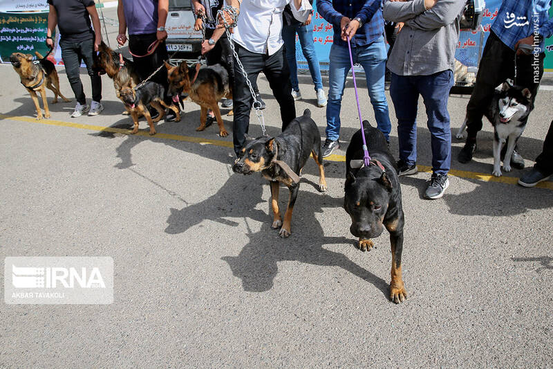 عکس/ انهدام ۲۲ باند سرقت در تهران