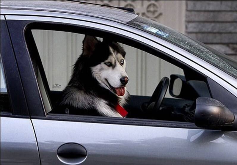 سگ ها زیاد شوند به یوزپلنگ ها هم رحم نمی کنند!