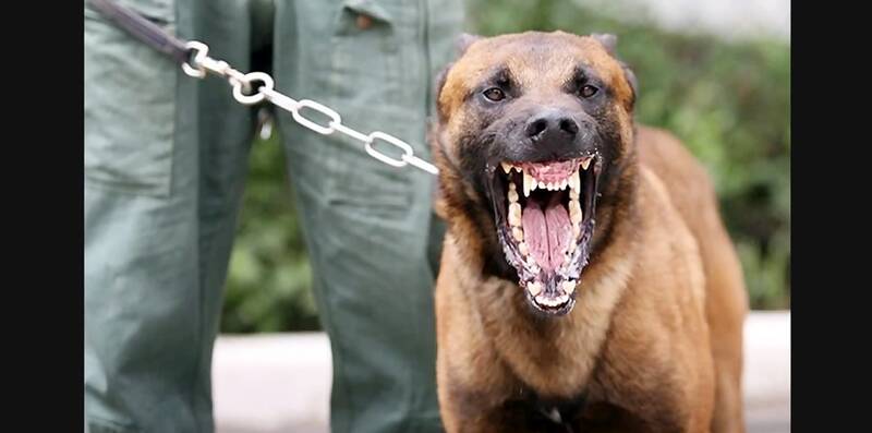 سگ ها زیاد شوند به یوزپلنگ ها هم رحم نمی کنند!