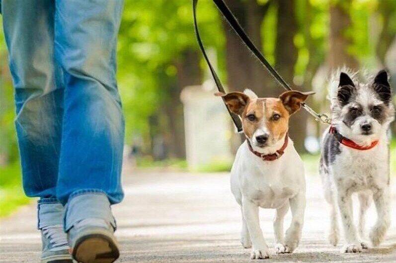 سگ ها زیاد شوند به یوزپلنگ ها هم رحم نمی کنند!